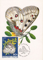 Carte Maximum Hongrie Hungary Papillon Butterfly 2396 - Maximumkarten (MC)