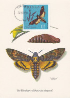 Carte Maximum Pologne Poland Papillon Butterfly 1147 - Cartoline Maximum