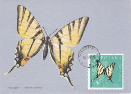 Carte Maximum Pologne Poland  Papillon Butterfly 1148 - Maximum Cards