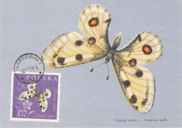 Carte Maximum Pologne Poland Papillon Butterfly 1149 - Maximumkarten