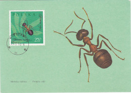 Carte Maximum Pologne Polska Insecte Insect Fourmi  Ant 1150 - Cartes Maximum