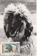 Carte Maximum Hongrie Hungary Dog Chien Levrier Afghan Greyhound 2222 - Cartes-maximum (CM)