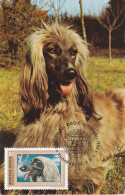 Carte Maximum Hongrie Hungary Dog Chien Levrier Afghan Greyhound 2222 - Cartes-maximum (CM)