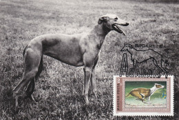 Carte Maximum Hongrie Hungary Dog Chien Levrier  Greyhound 2225 - Maximumkarten (MC)