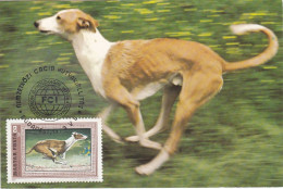 Carte Maximum Hongrie Hungary Dog Chien Levrier  Greyhound 2225 - Cartes-maximum (CM)