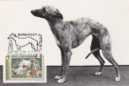 Carte Maximum Hongrie Hungary Dog Chien Levrier  Whippet 2226 - Cartoline Maximum