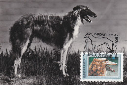 Carte Maximum Hongrie Hungary Dog Chien Barzoï  2224 - Cartoline Maximum