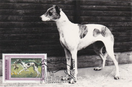 Carte Maximum Hongrie Hungary Dog Chien Lévrier Hongrois  2221 - Cartes-maximum (CM)