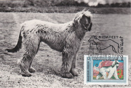 Carte Maximum Hongrie Hungary Dog Chien Lévrier Afghan 6533 - Cartes-maximum (CM)