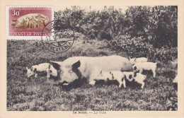 Carte Maximum Hongrie Hungary Cochon Porc Pig Pa112 - Maximum Cards & Covers