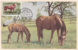 Carte Maximum Hongrie Hungary Cheval Horse  Pa111 - Maximumkarten (MC)