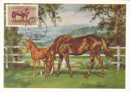 Carte Maximum Hongrie Hungary Cheval Horse  Pa111 - Tarjetas – Máximo