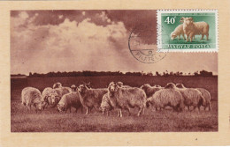 Carte Maximum Hongrie Hungary Sheep Mouton 988 - Cartoline Maximum