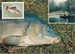 Carte Maximum Hongrie Hungary Poisson Fish 1912 Carpe  Carp - Cartes-maximum (CM)