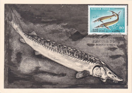 Carte Maximum Hongrie Hungary Poisson Fish 1910 Esturgeon Sturgeon - Maximumkaarten