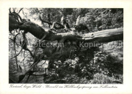 73668847 Zwiesel Niederbayern Urwald Im Hoellbachgespreng Am Falkenstein Zwiesel - Zwiesel