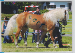 Welt Der Pferde 05 - Haflinger Deckhengst Fohlenhof Ebbs / Tirol - Pferde