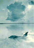 Animaux - Carte De L'association Help The Dolphin Into The Blue - Dauphins - CPM - Voir Scans Recto-Verso - Dauphins