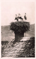 ANIMAUX - Les Cigognes En Alsace - Carte Postale Ancienne - Vogels