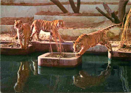 Animaux - Fauves - Tigre - Tiger - Zoo De Anvers Antwerpen - Siberische Tiger - Tigre De Sibérie - CPM - Carte Neuve - V - Tiger