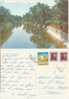 Iraq Irak Palmtrees In Basrah Near By The River - #2 Pcard Nicely Used In 1979/1985 With Good Frankings - Árboles