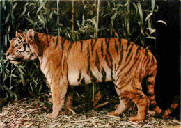 Animaux - Fauves - Tigre - Tiger - Museo Civico Di Storia Naturale Milano - CPM - Carte Neuve - Voir Scans Recto-Verso - Tigres