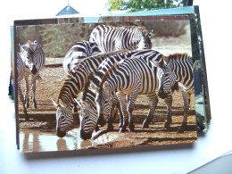 Kenya Kenia Burchell's Zebra - Kenia