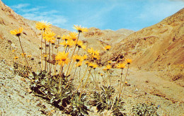 Panamint Daisy  (Death Valley Nationalpark) - Death Valley