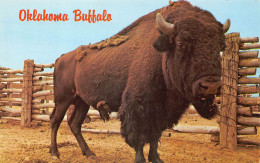 Oklahoma Buffalo - Other & Unclassified
