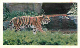 Animaux - Fauves - Tigre - Tiger - Safari Prisunic - CPM Petit Format - Carte Neuve - Voir Scans Recto-Verso - Tiger