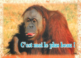 Animaux - Singes - Orang-Outan - Carte à Message - CPM - Voir Scans Recto-Verso - Singes