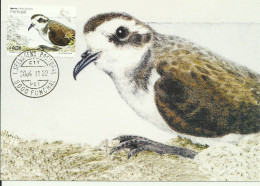 Carte Maximum - Oiseaux - Portugal - Calcamar - Océanite Frégate - White-faced Storm Petrel - Pelagodroma Marina  - Gaviotas