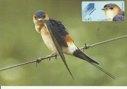 Carte Maximum - Oiseaux - Portugal - Andorinha Daurica - Hirondelle Rousseline - Red-rumped Swallow - Hirundo Daurica - Rondini