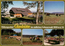 73635220 Glashuette Bonndorf Hoehengasthof Suedlicher Schwarzwald Viehweide Kueh - Bonndorf