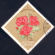 494 Hongrie Rose Roses (HON-315) - Rosen