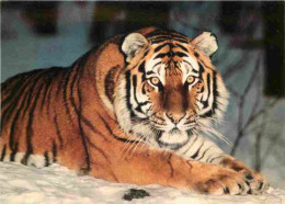 Animaux - Fauves - Tigre - Tiger - Tiger Sibérien - Carte WWF - CPM - Carte Neuve - Voir Scans Recto-Verso - Tigres