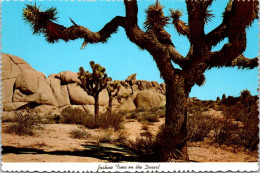 14-3-2024 (3 Y 3)  USA - Desert Joshua Tree - Bäume