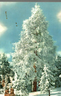 CPSM Bel Arbre Plein De Neige - Bomen