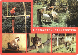 72326073 Falkenstein Vogtland Tiergarten Falkenstein Ara Meerkatzen Luchs Junges - Falkenstein (Vogtland)