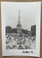 PARIS - Tour Eiffel Et Dromadaires - 15 X 10 Cm. (REPRO PHOTO ! Zie Beschrijving, Voir Description, See Description) ! - Places