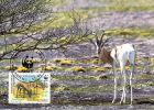 SOMALIE Soomaaliya   WWF CARTE MAXIMUM NUM.YVERT  382     PROTECTION DE LA NATURE FAUNE  GAZELLE - Maximum Cards