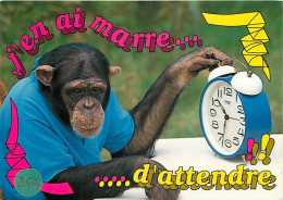 Animaux - Singes - Chimpanzé - Carte à Message - Horloge - Réveil - Carte Neuve - CPM - Voir Scans Recto-Verso - Singes