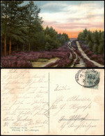 Buchholz In Der Nordheide Waldweg In Den Lohbergen. Lünburger Heide 1912 - Buchholz