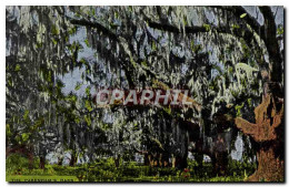 CPA The Pakenham&#39s Oaks New Orleans - New Orleans