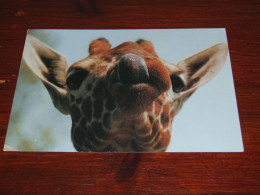 72490-             GIRAFFE  / DIEREN / ANIMALS / TIERE / ANIMAUX / ANIMALES - Giraffen