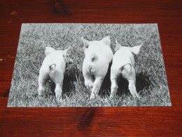 72502-                THREE LITTLE PIGS / ANIMALS / TIERE / ANIMAUX / ANIMALES - Cochons