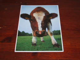 72503-                CURIOUS COW / ANIMALS / TIERE / ANIMAUX / ANIMALES - Varkens