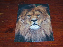 72509-   LION, KING OF NATURE / ANIMALS / TIERE / ANIMAUX / ANIMALES - Leeuwen