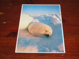 72513-   HARP SEAL / ANIMALS / TIERE / ANIMAUX / ANIMALES - Sonstige & Ohne Zuordnung