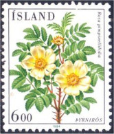 496 Iceland Rose (ISL-295) - Rose